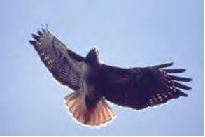 red-tailed-hawkjpg